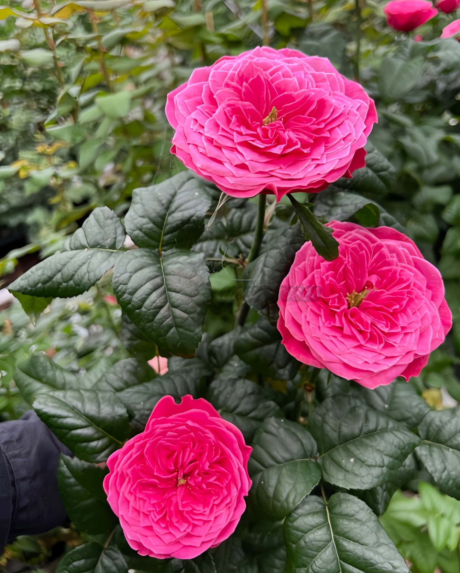 Villa Variola Rose丨Your roses