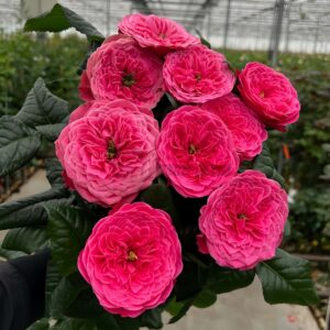 Villa Variola Rose for sale丨Your roses