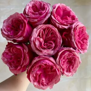 Xichun Rose for sale丨Your roses