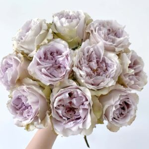 Yukinoniwa Rose丨Your roses