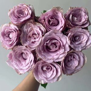 Zidi Rose丨Your roses