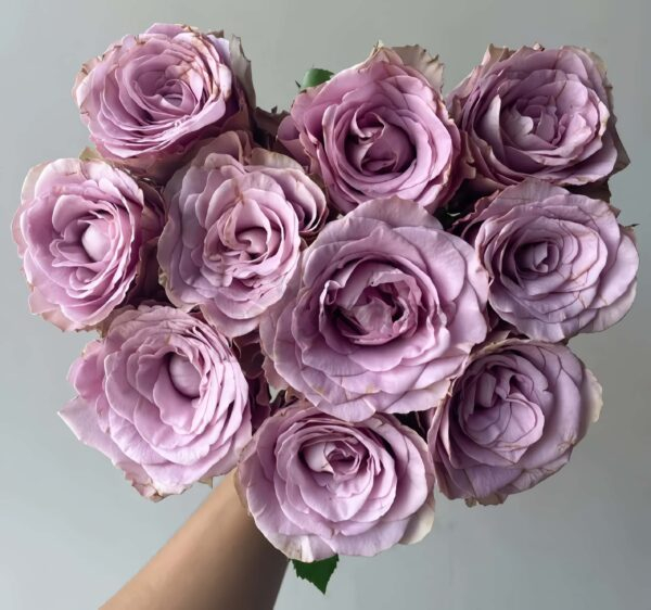 Zidi Rose丨Your roses
