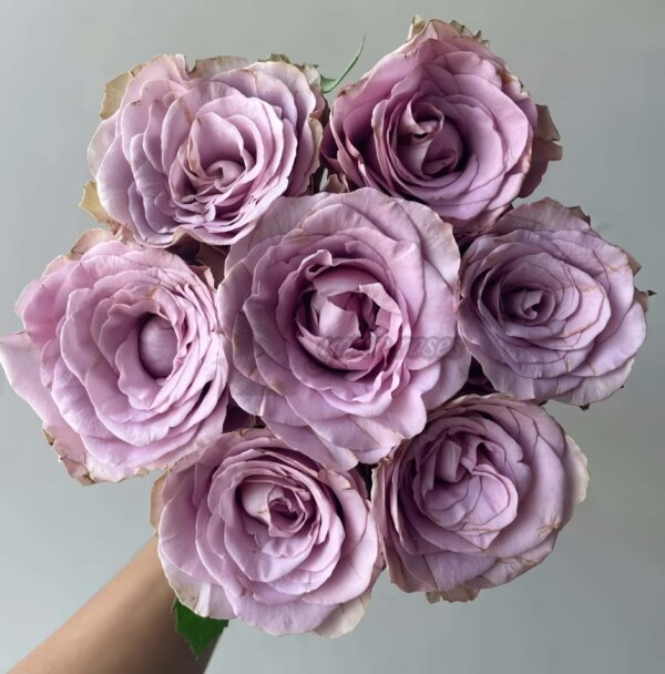 Zidi Rose for sale丨Your roses