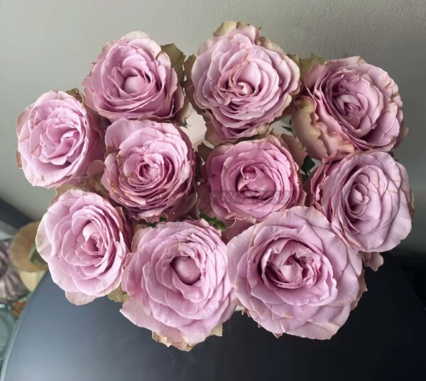 Zidi Rose丨Your roses