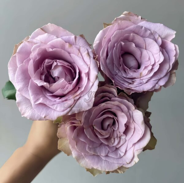 Zidi Rose plant丨Your roses