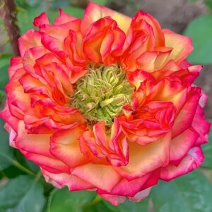 bogoria Rose plant丨Your roses