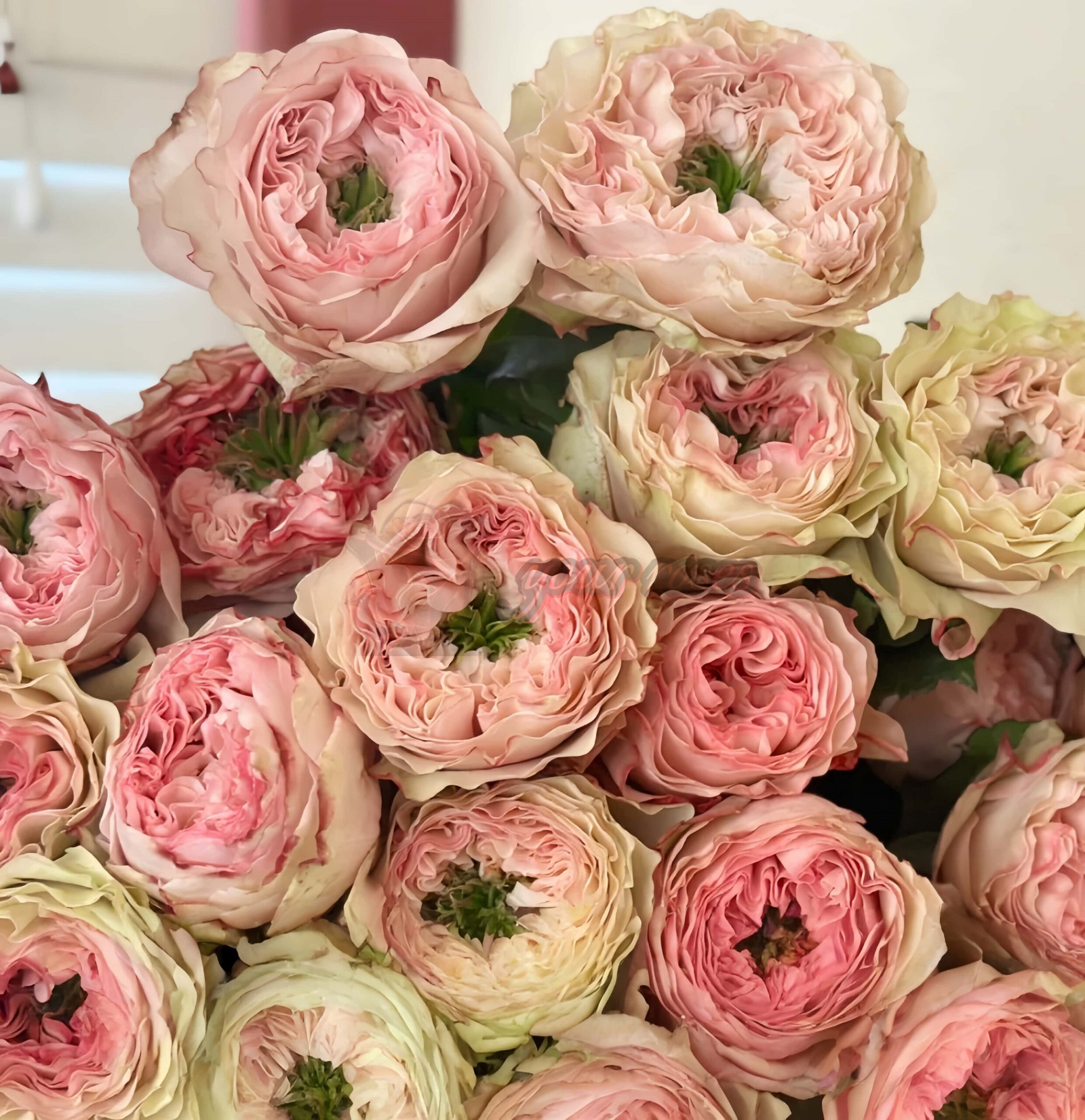 charming corneille Rose for sale丨Your roses