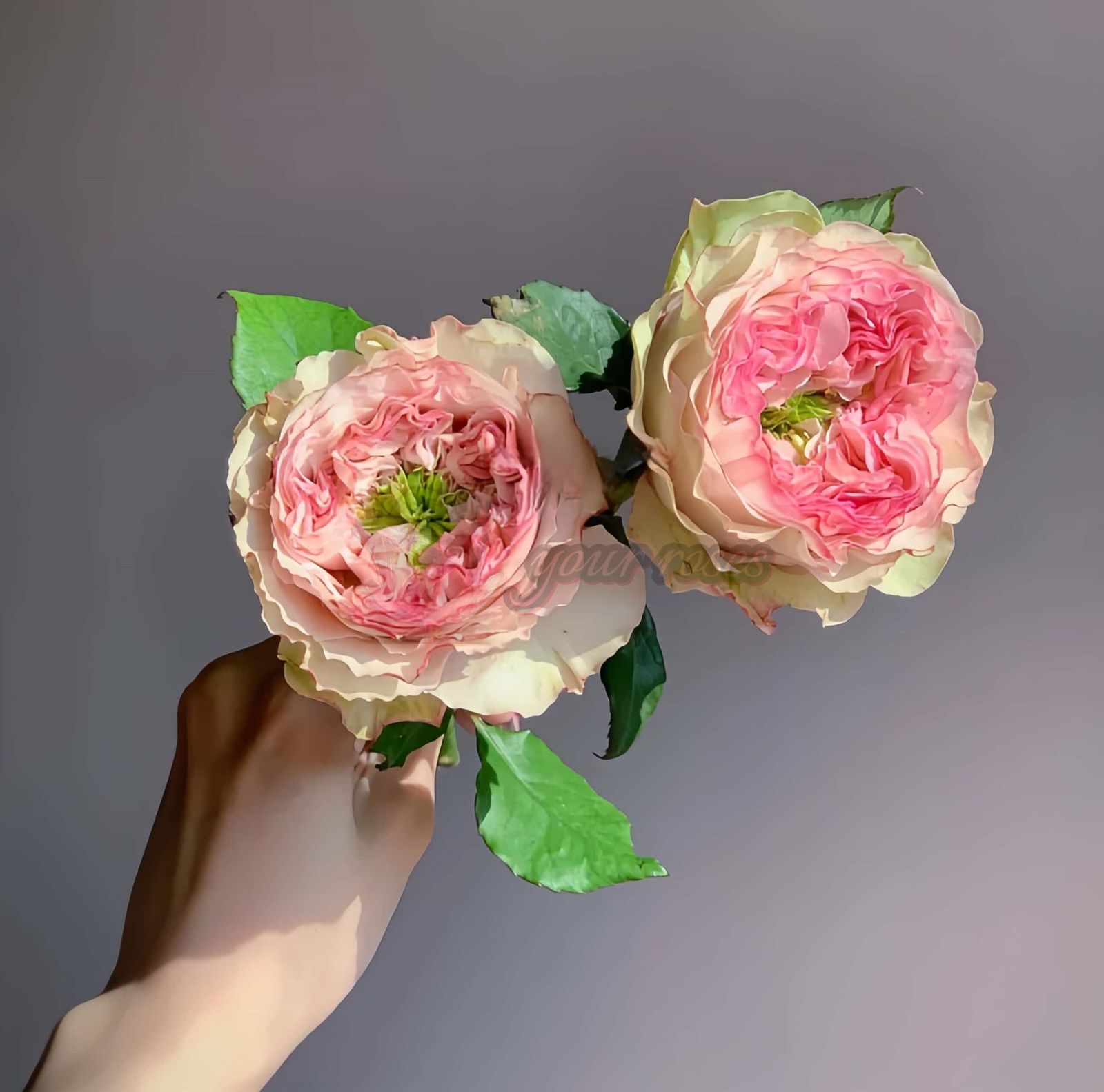 charming corneille Rose plant丨Your roses