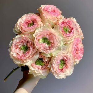 charming corneille Rose丨Your roses