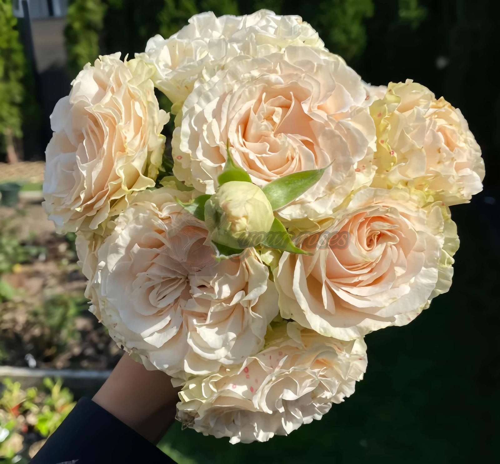 country secret Rose for sale丨Your roses