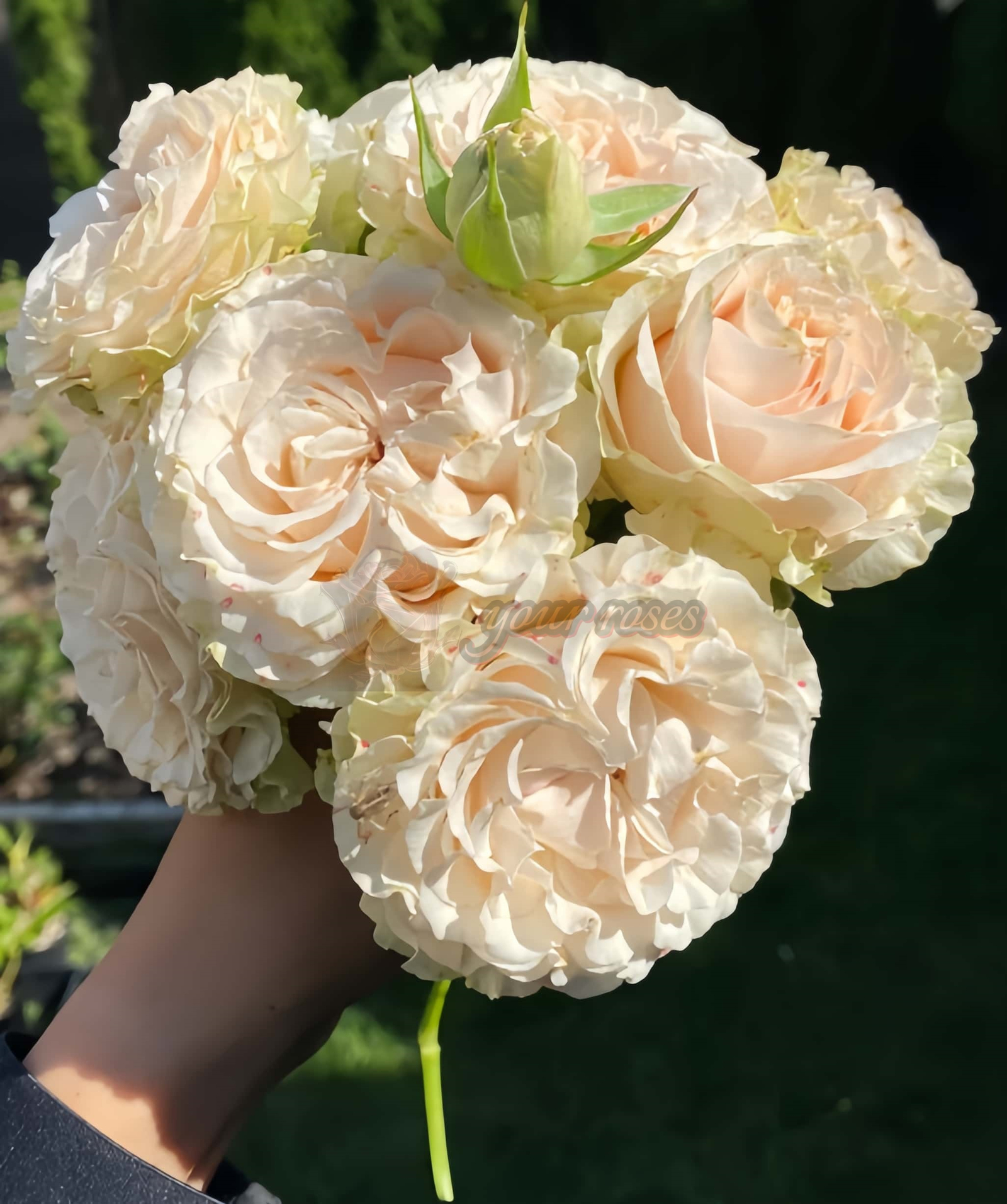 country secret Rose丨Your roses