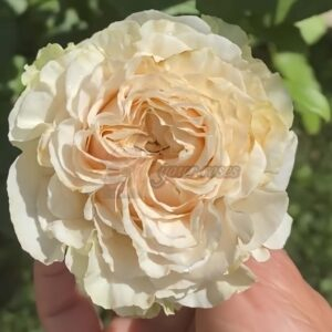 country secret Rose丨Your roses