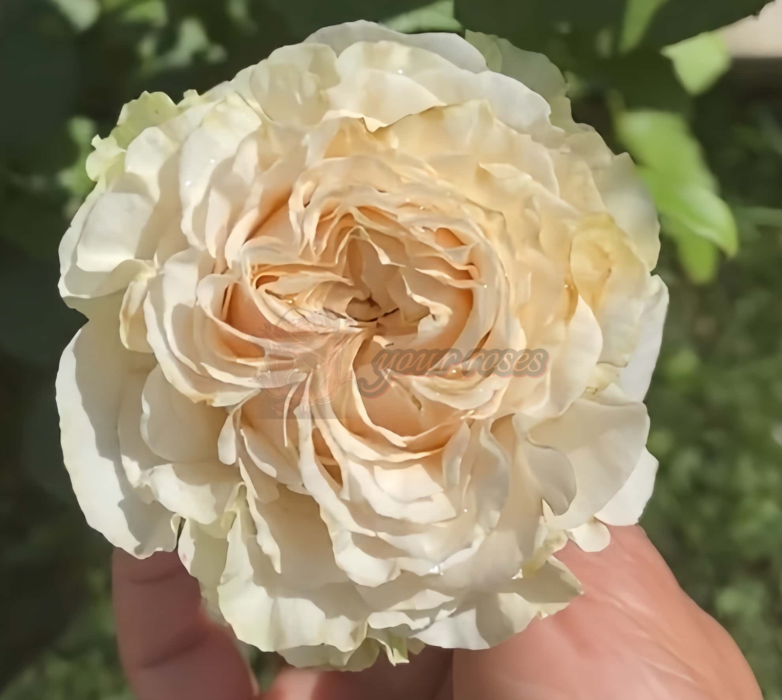 country secret Rose丨Your roses