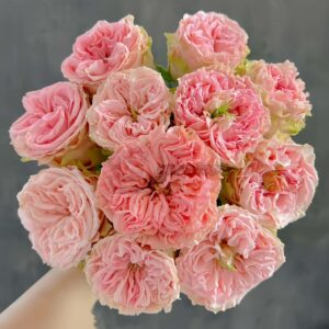 country sp girl Rose plant丨Your roses