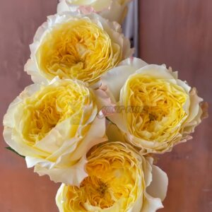 dfr 147 Rose for sale丨Your roses