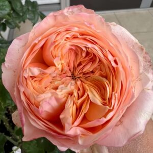 dorset Rose for sale丨Your roses