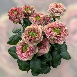 el patron Rose丨Your roses