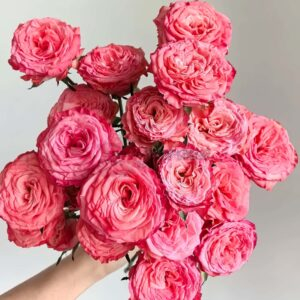 first date Rose丨Your roses