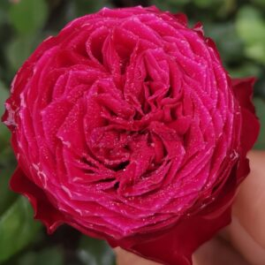 just more Rose for sale丨Your roses