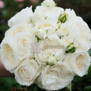 moon fairy Rose丨Your roses