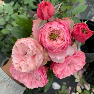 northager abbey Rose plant丨Your roses