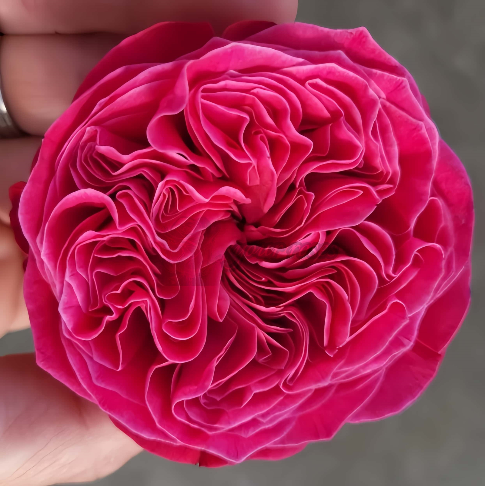 pink n pretty Rose丨Your roses