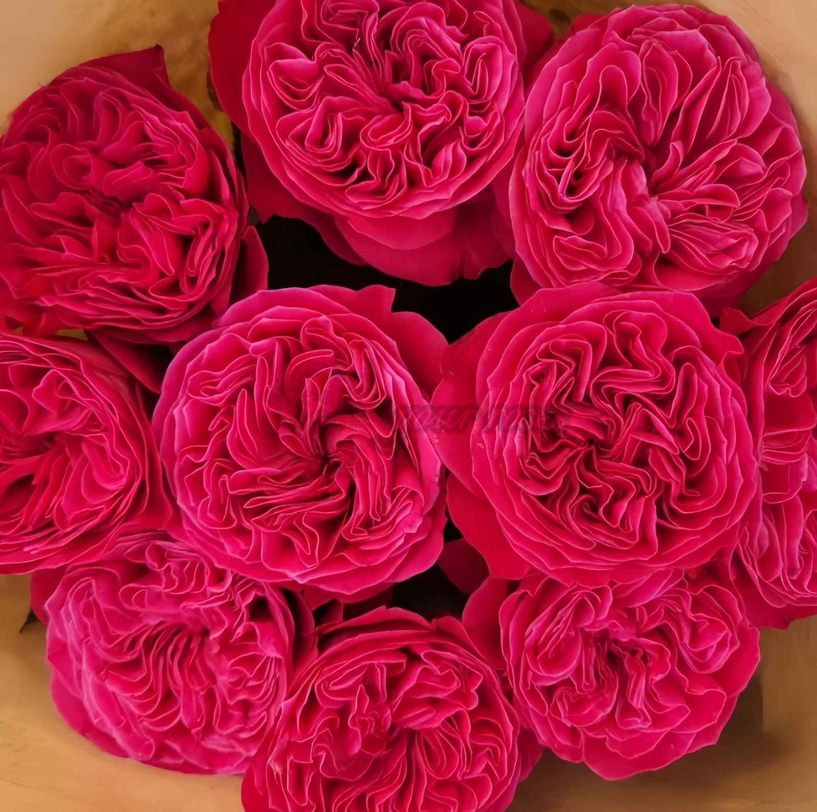 pink n pretty Rose plant丨Your roses