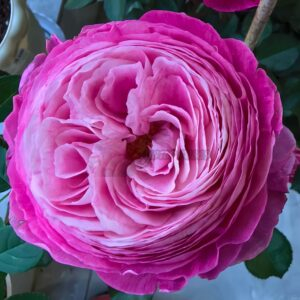 purple jadeite Rose丨Your roses