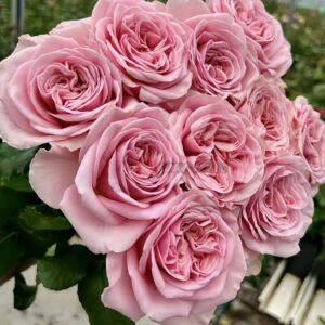 rebellion pink Rose for sale丨Your roses