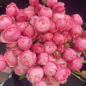 silver pink Rose丨Your roses