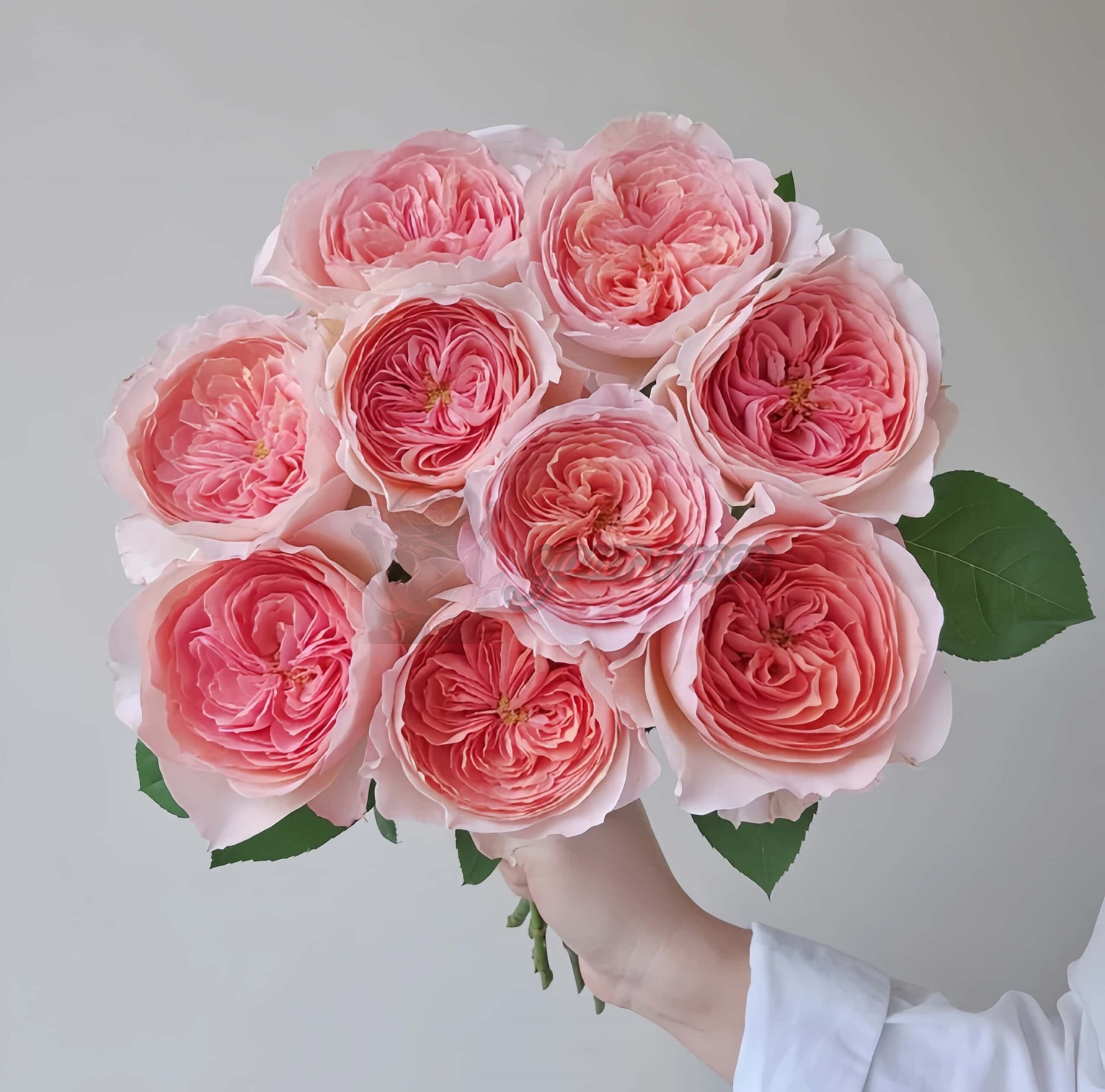 vivian Rose 丨Your roses