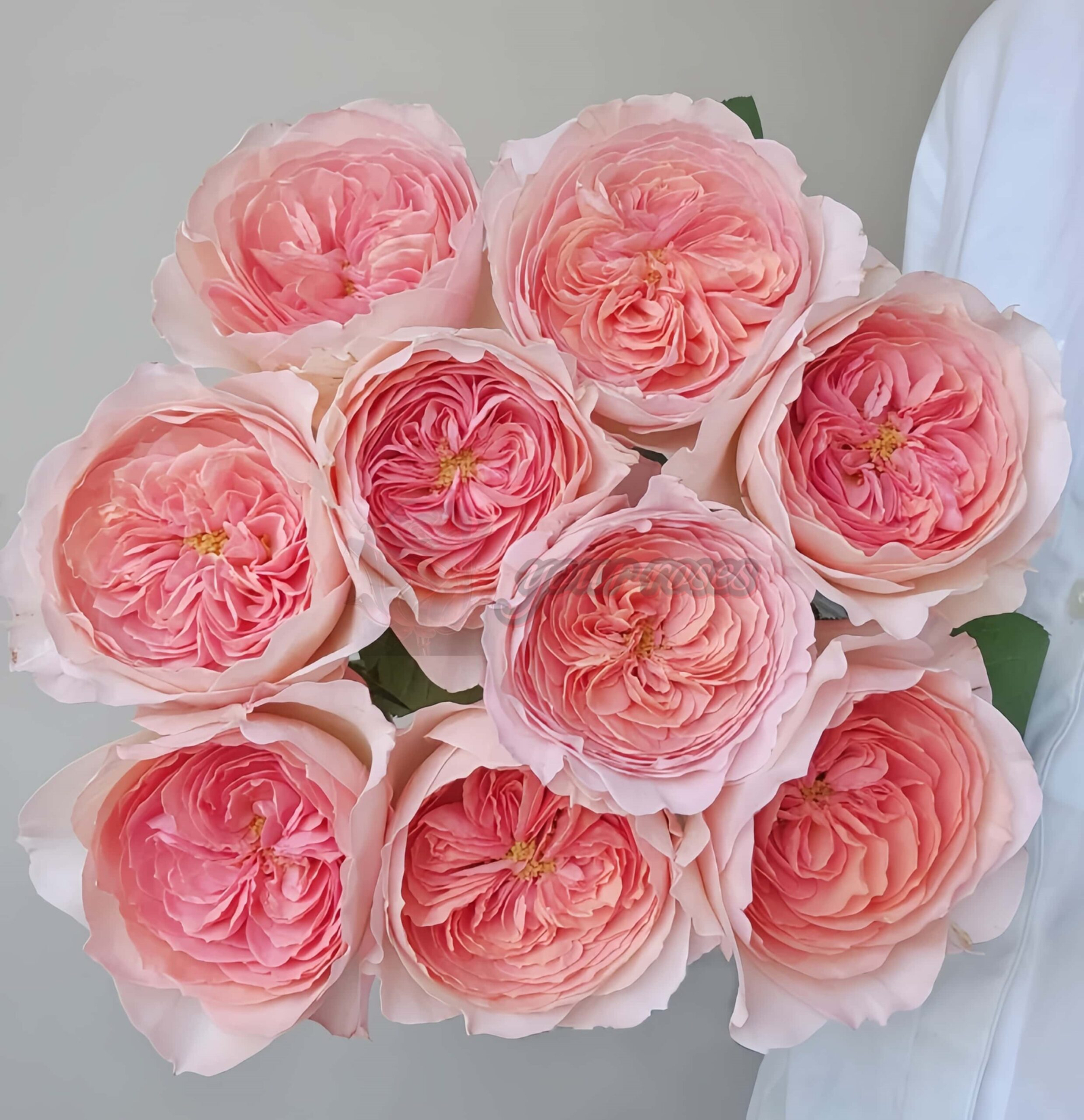 vivian Rose plant丨Your roses