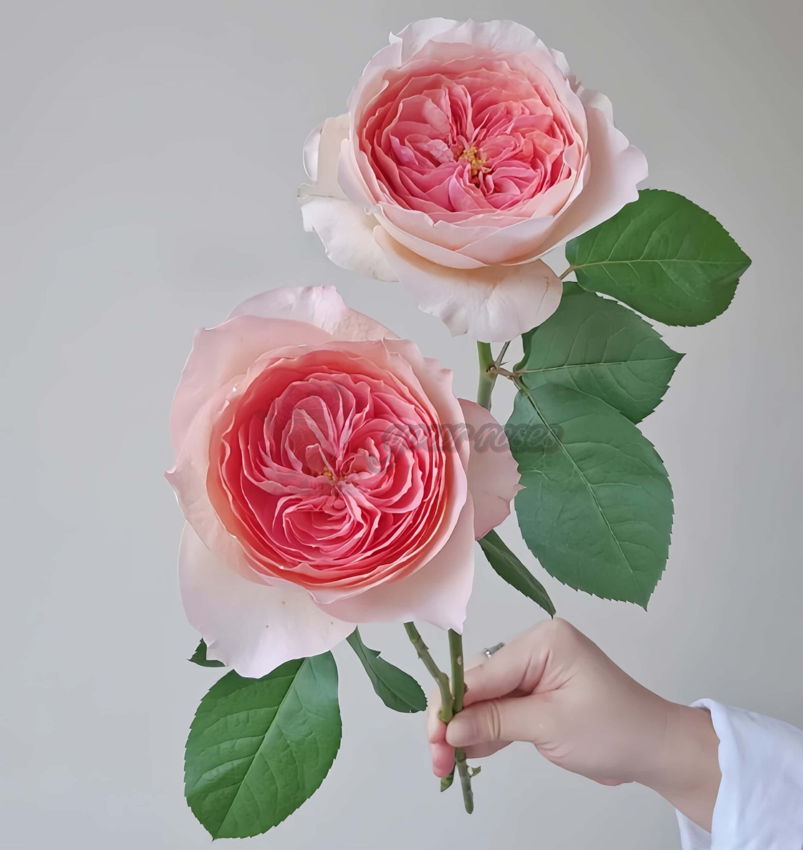 vivian Rose 丨Your roses