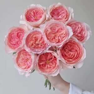 vivian Rose for sale丨Your roses