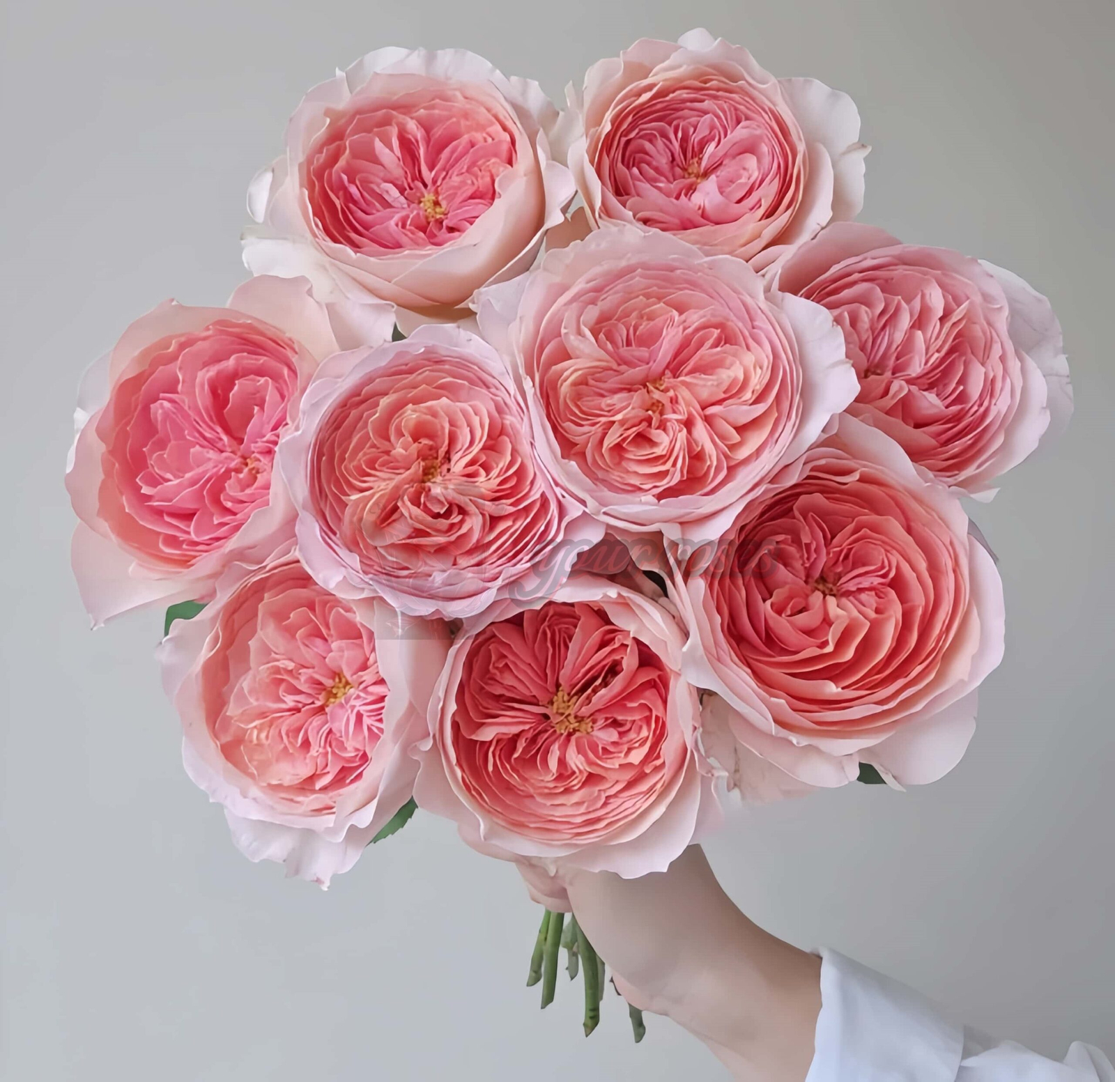 vivian Rose for sale丨Your roses