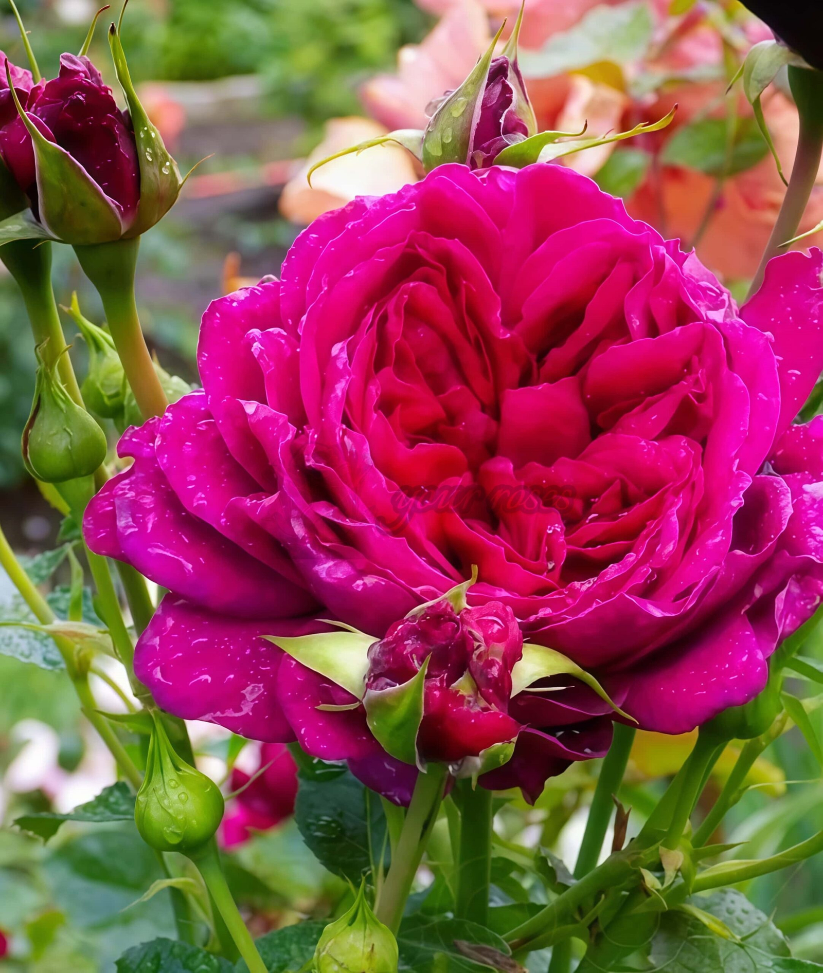 with heart and soul Rose丨Your roses