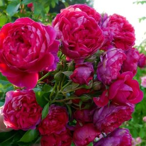 with heart and soul Rose plant丨Your roses