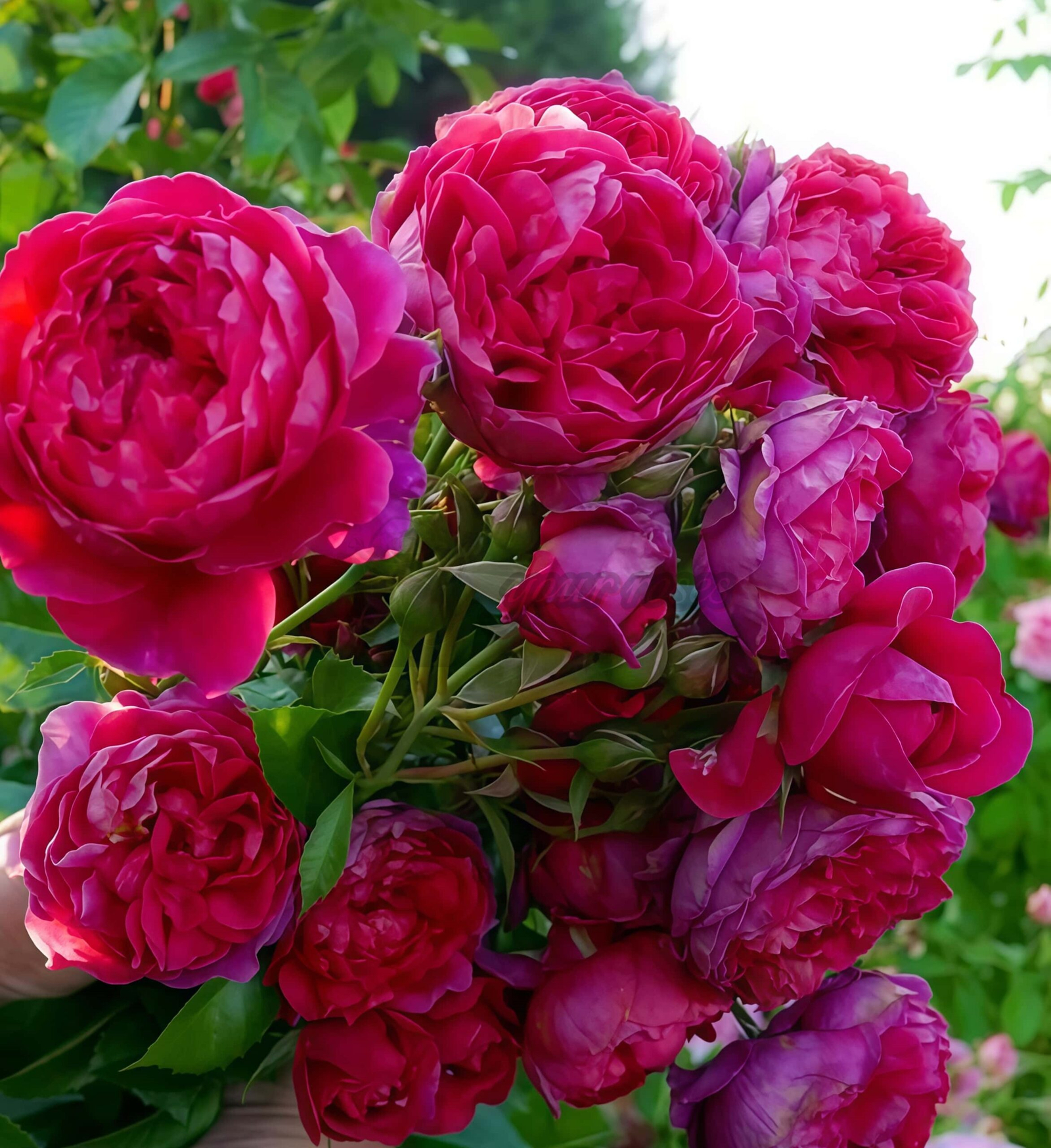 with heart and soul Rose plant丨Your roses