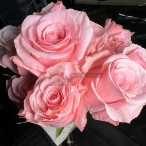 Ace Pink+ Rose丨Your roses