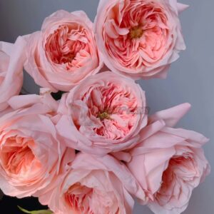 Airrina Rose plant丨Your roses