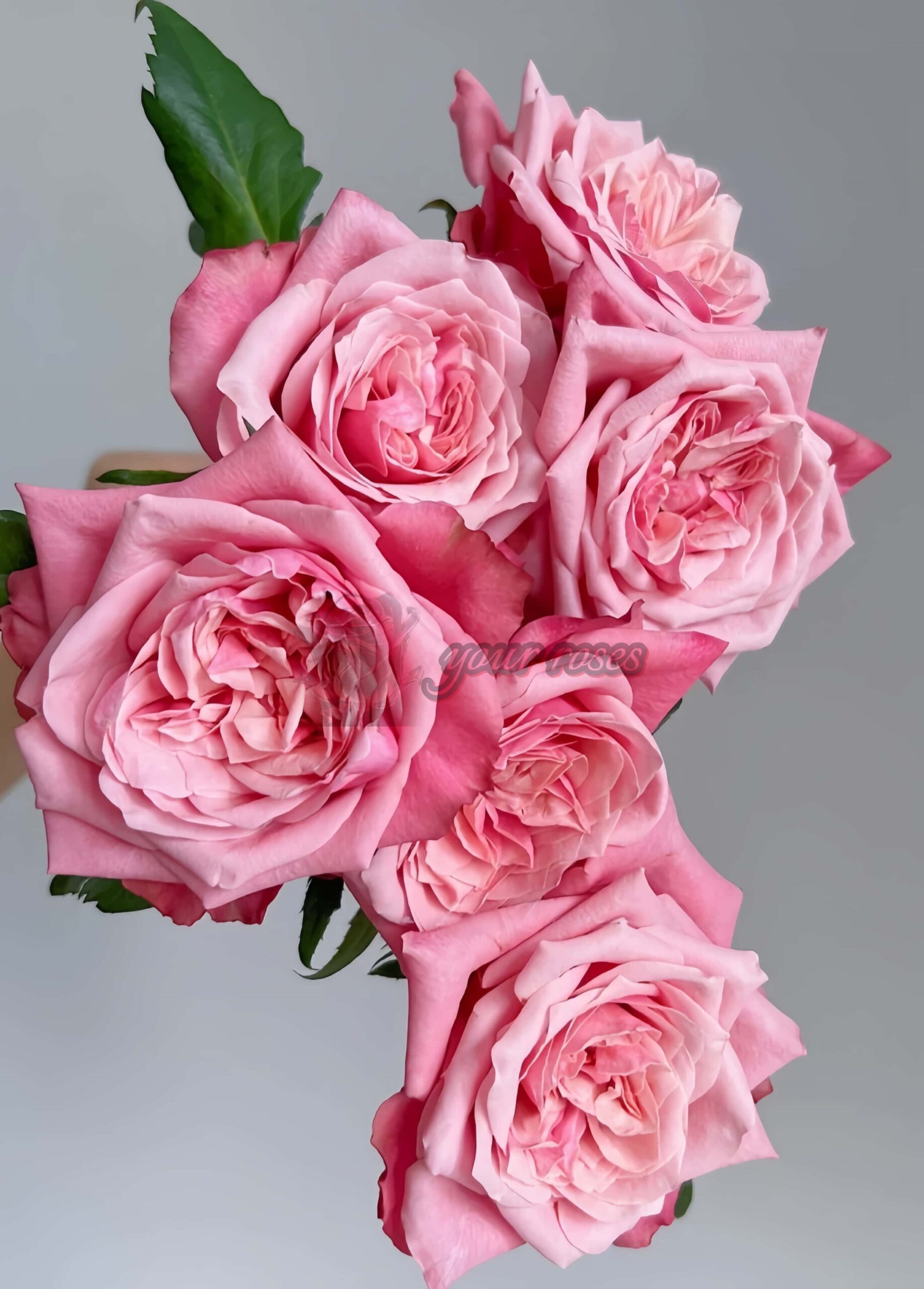 Alter Ego Rose丨Your roses