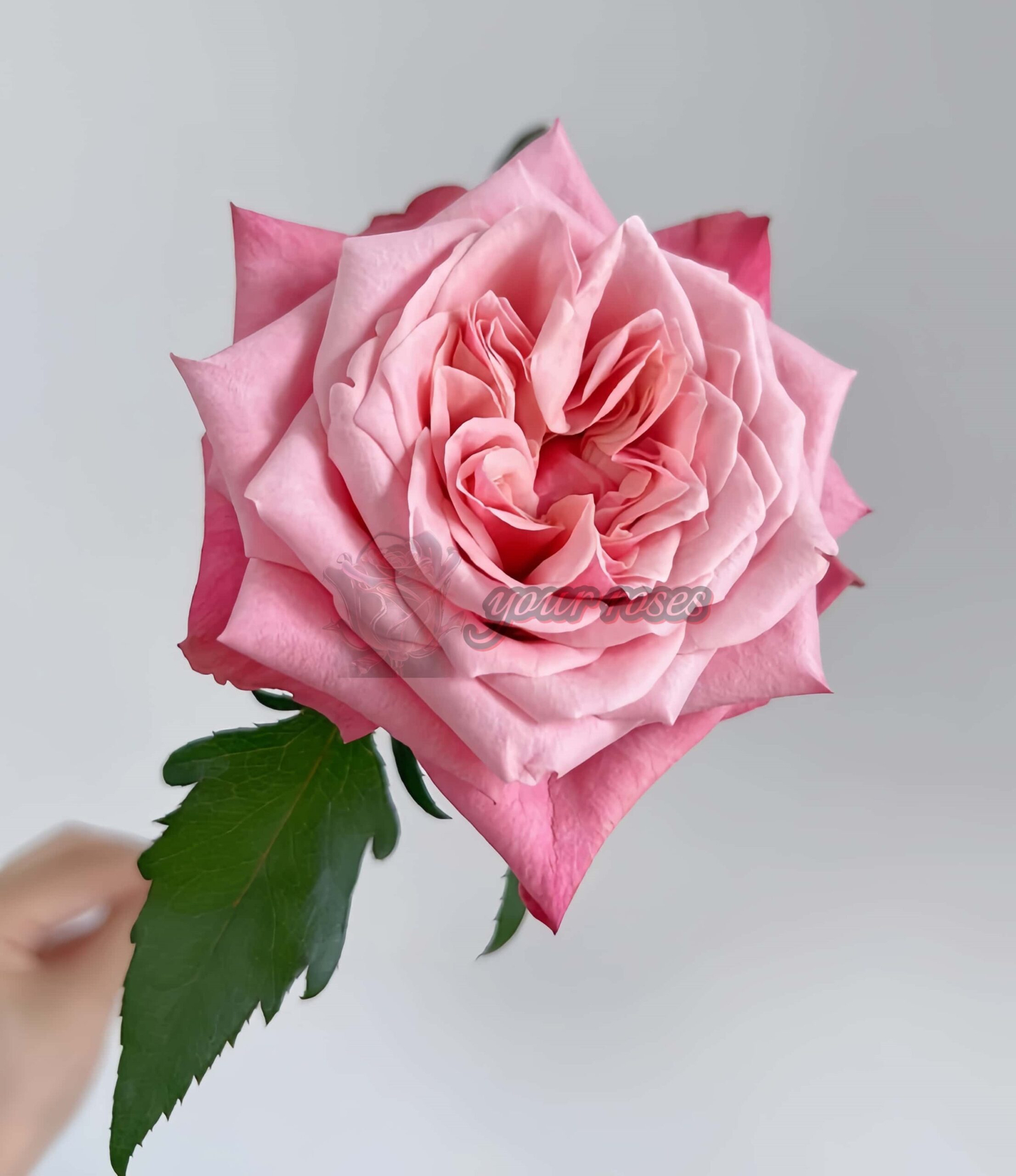 Alter Ego Rose for sale丨Your roses