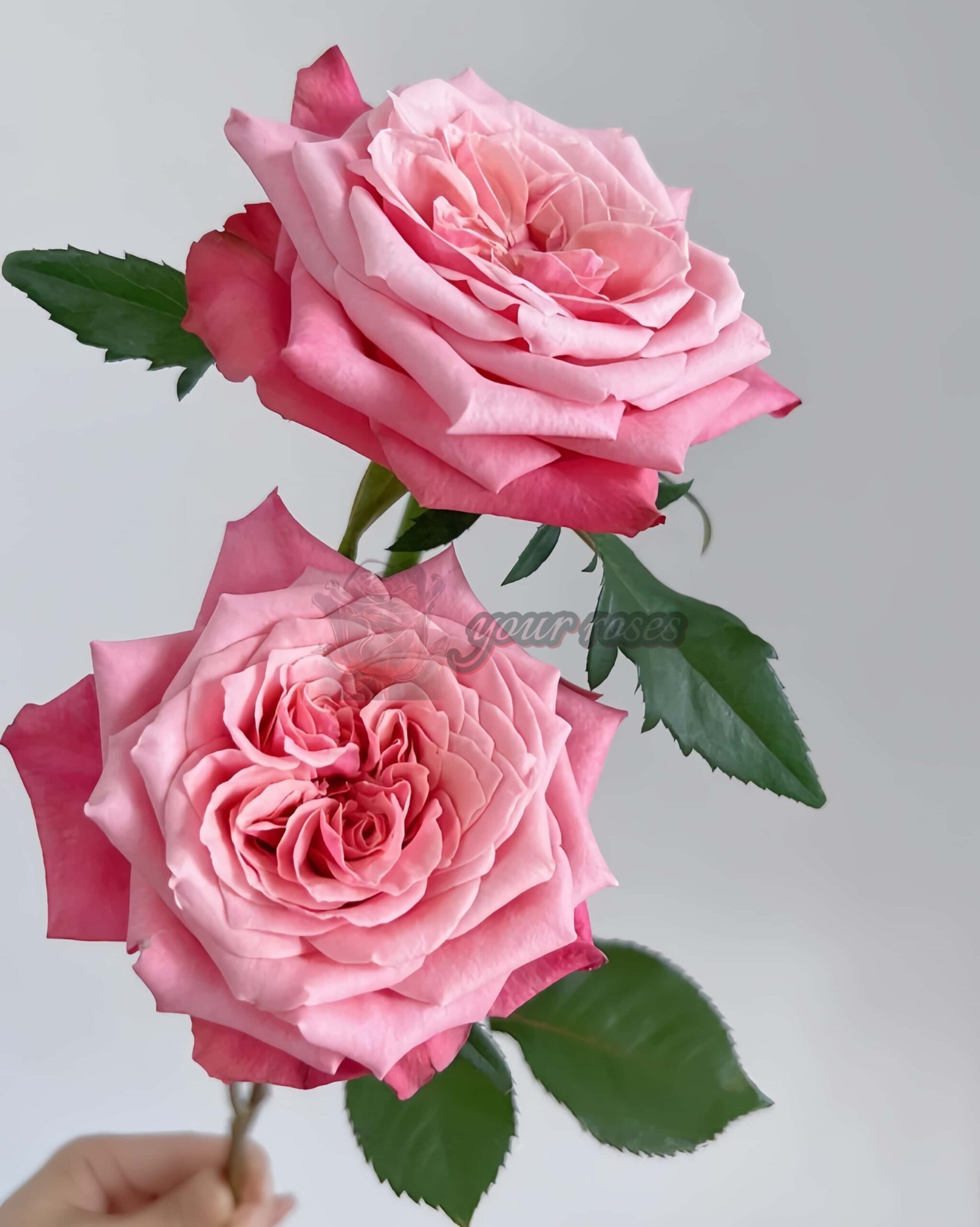 Alter Ego Rose丨Your roses