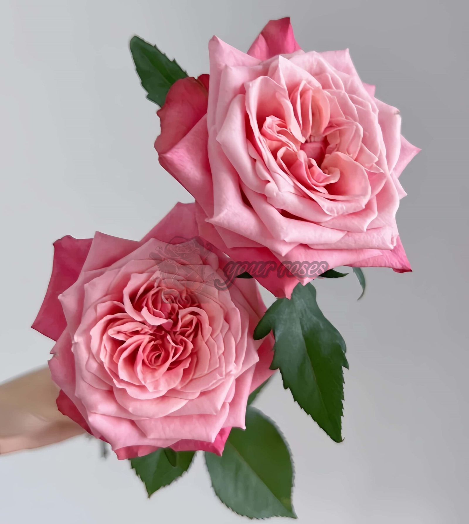 Alter Ego Rose plant丨Your roses