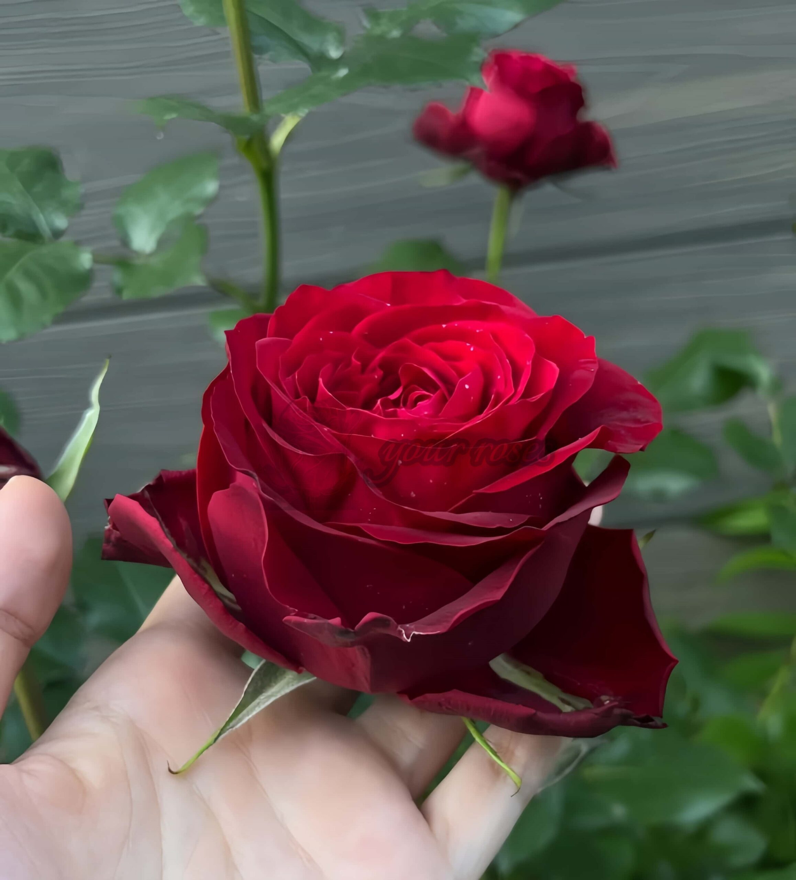 Amada+ Rose plant丨Your roses