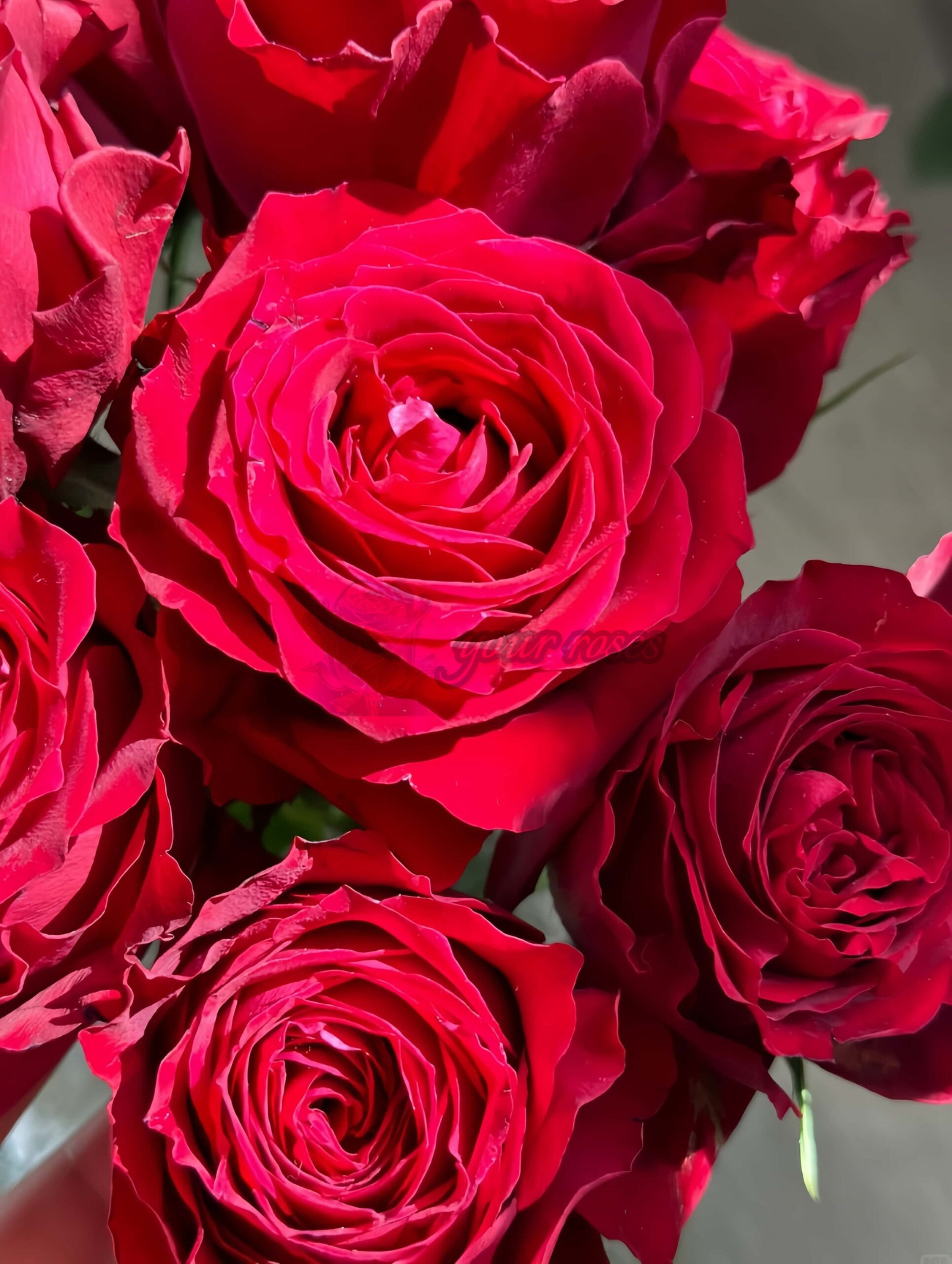 Amada+ Rose for sale丨Your roses