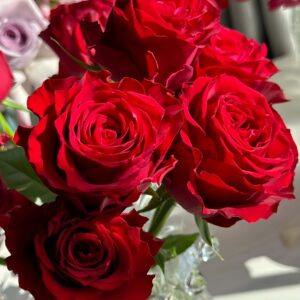 Amada+ Rose丨Your roses