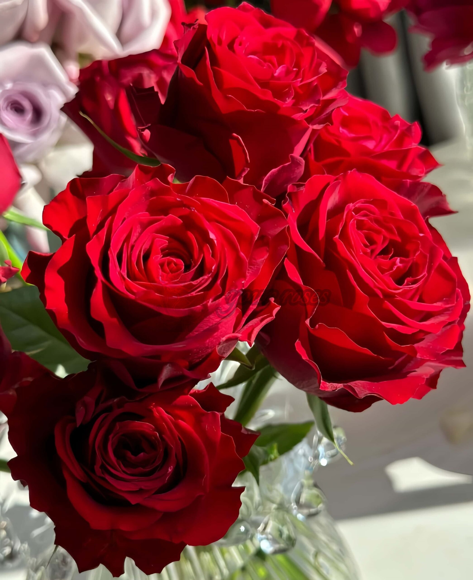 Amada+ Rose丨Your roses