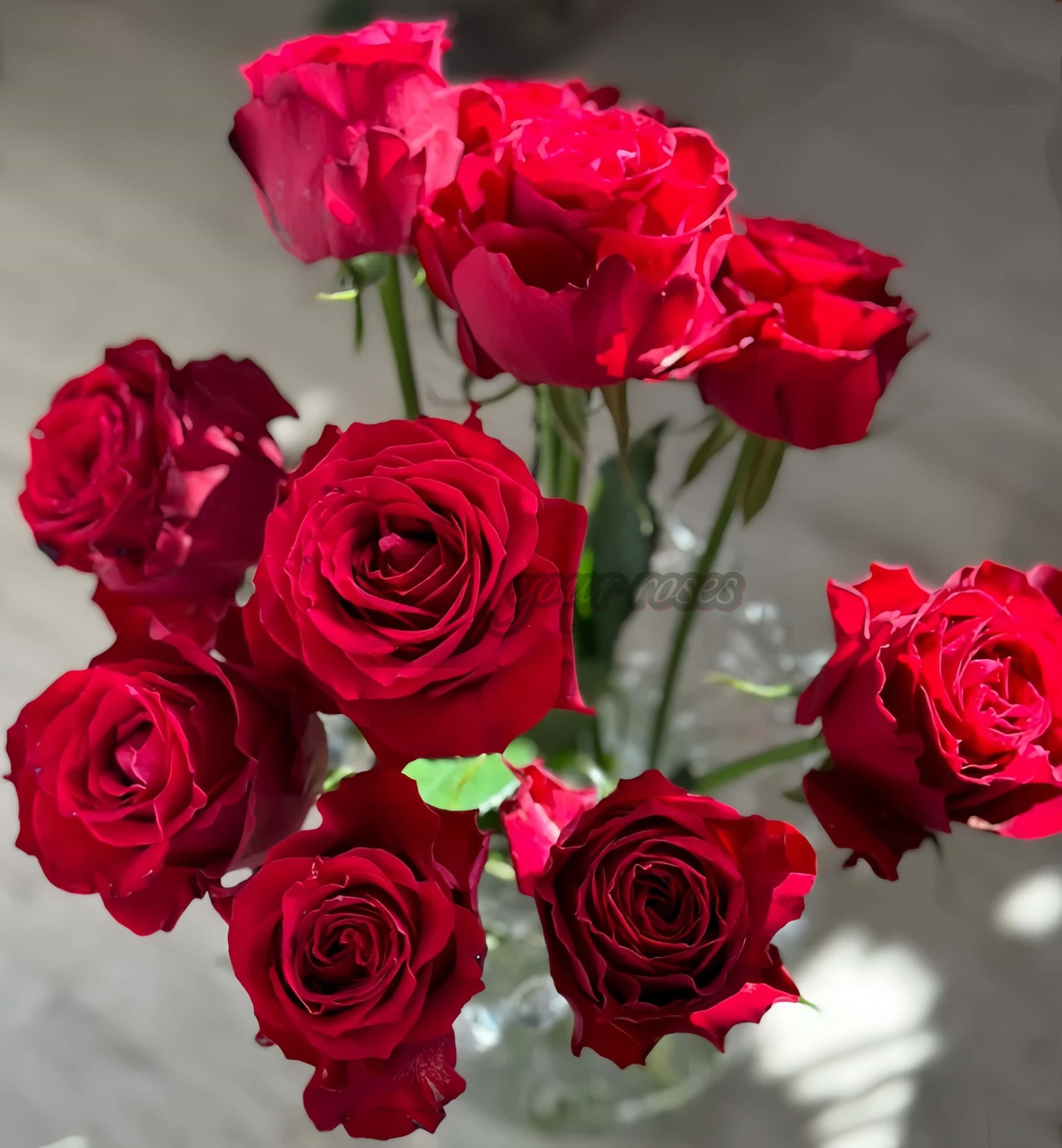 Amada+ Rose丨Your roses