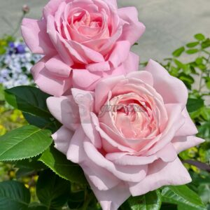Amazing Grace Rose丨Your roses